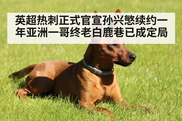 英超热刺正式官宣孙兴慜续约一年亚洲一哥终老白鹿巷已成定局